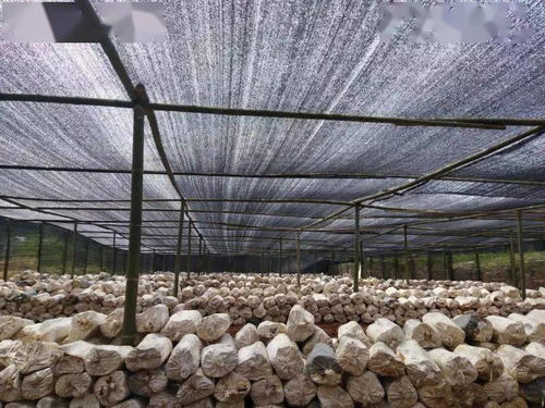 出口食品原料种植养殖场备案指引与针纺织品及原料销售策略